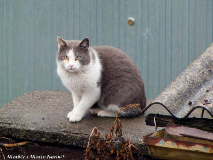 Picture of a cat / kitten / feline