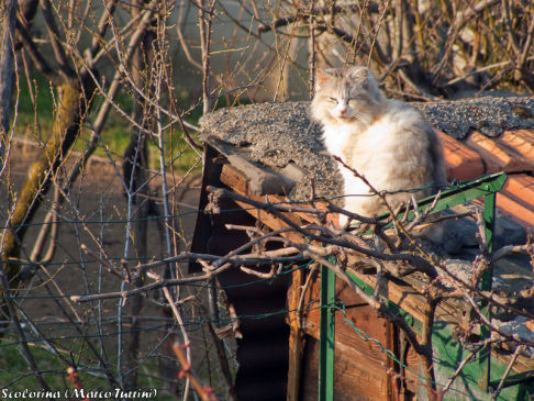 Picture of a cat / kitten / feline