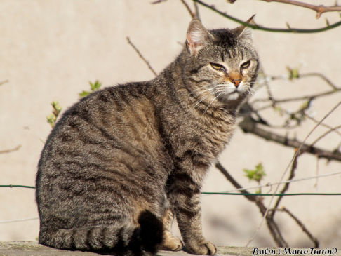 Picture of a cat / kitten / feline