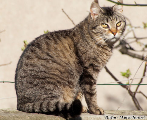 Picture of a cat / kitten / feline