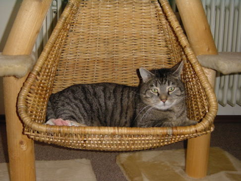 Picture of a cat / kitten / feline
