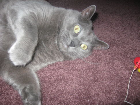 Picture of a cat / kitten / feline