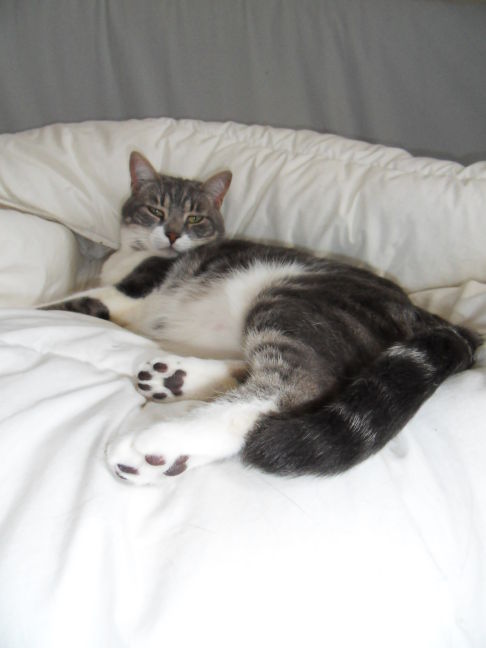 Picture of a cat / kitten / feline