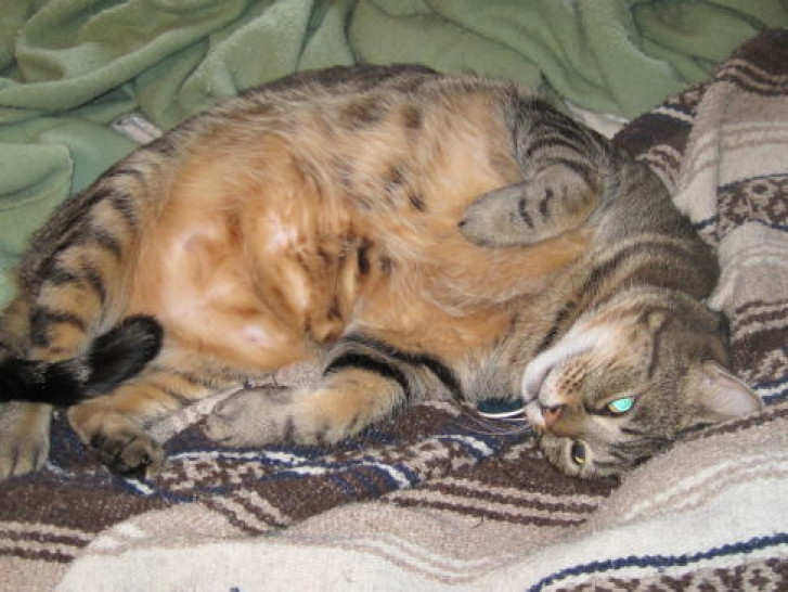 Picture of a cat / kitten / feline