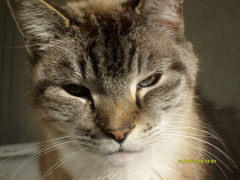 Picture of a cat / kitten / feline