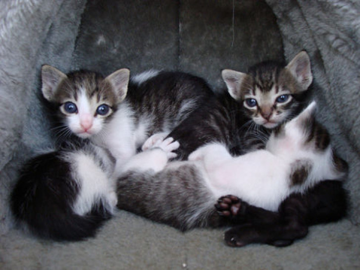 Picture of a cat / kitten / feline