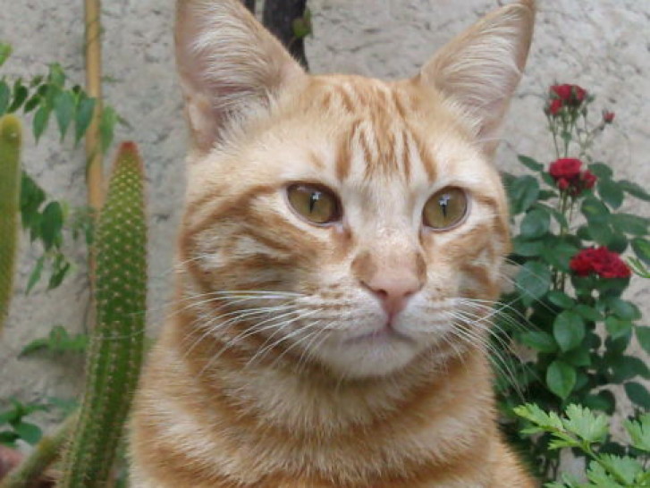 Picture of a cat / kitten / feline