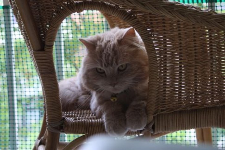 Picture of a cat / kitten / feline