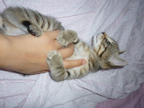 Picture of a cat / kitten / feline