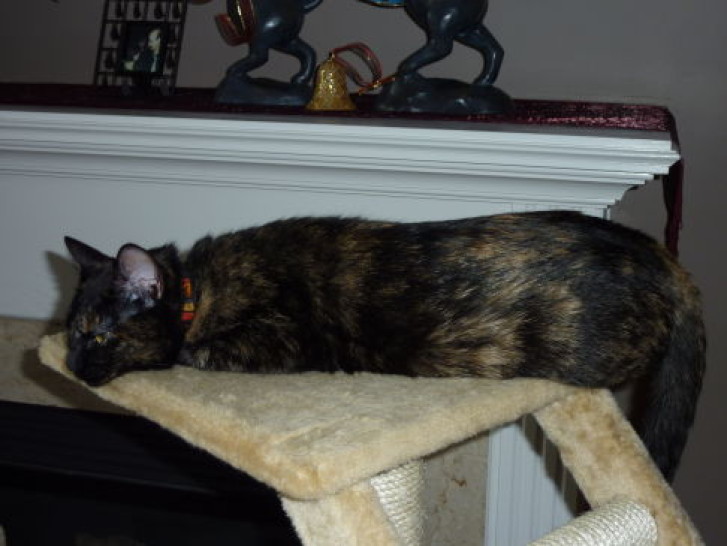 Picture of a cat / kitten / feline