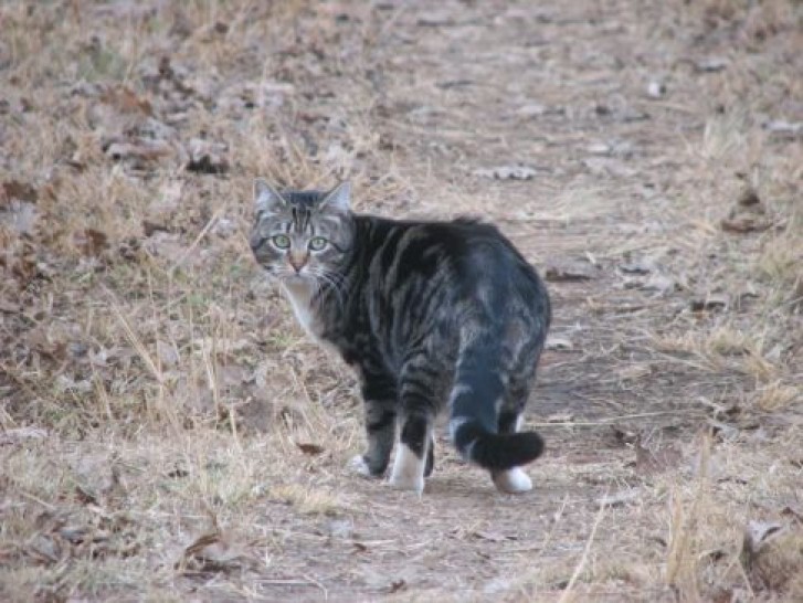 Picture of a cat / kitten / feline