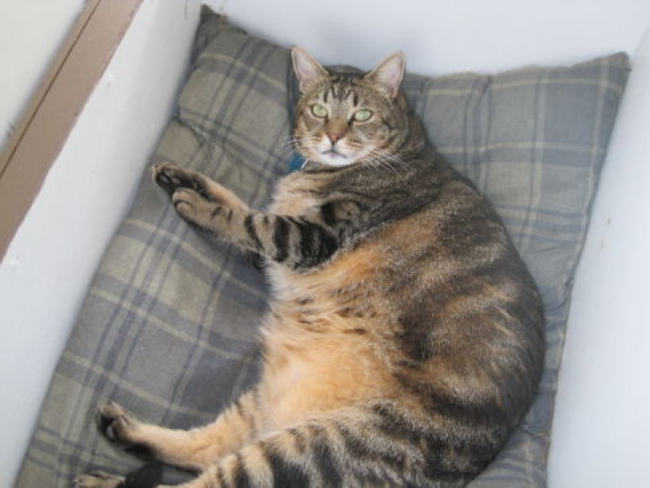 Picture of a cat / kitten / feline