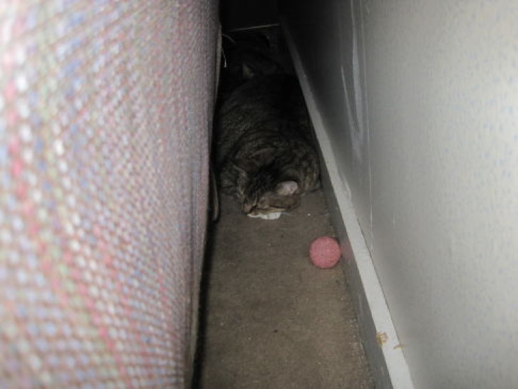 Picture of a cat / kitten / feline