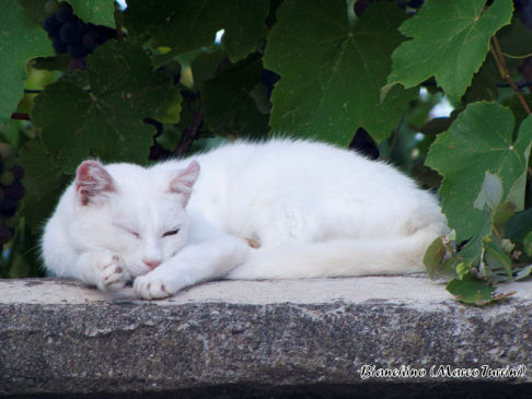 Picture of a cat / kitten / feline