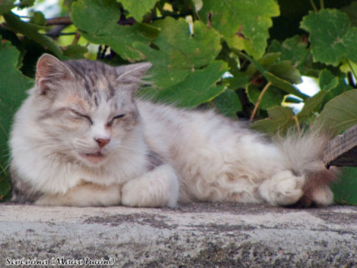 Picture of a cat / kitten / feline