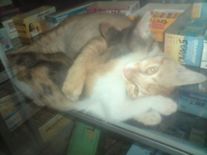 Picture of a cat / kitten / feline