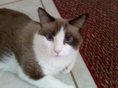 Picture of a cat / kitten / feline