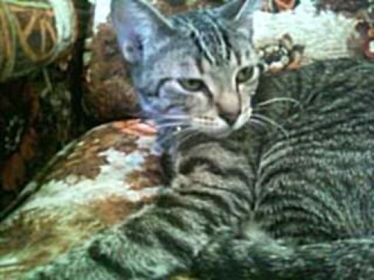 Picture of a cat / kitten / feline
