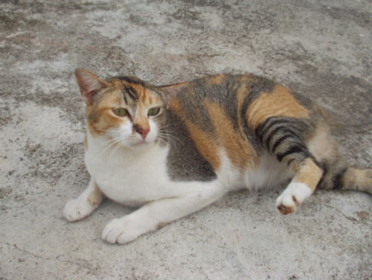 Picture of a cat / kitten / feline
