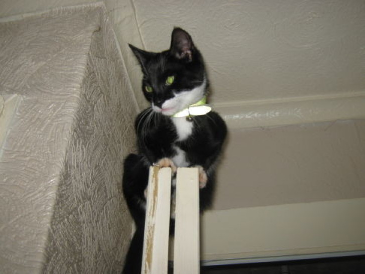 Picture of a cat / kitten / feline