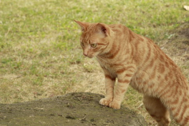 Picture of a cat / kitten / feline