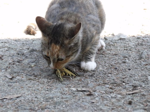 Picture of a cat / kitten / feline