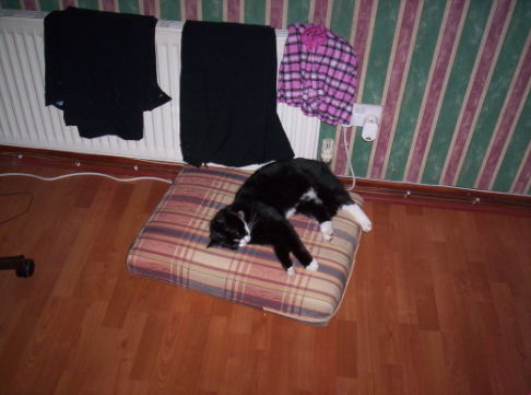 Picture of a cat / kitten / feline