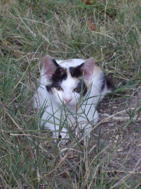 Picture of a cat / kitten / feline