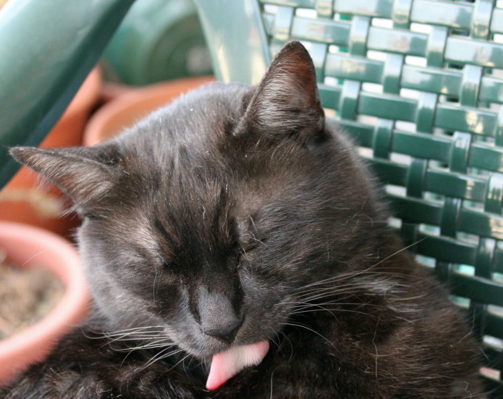 Picture of a cat / kitten / feline