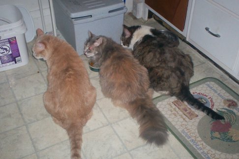 Picture of a cat / kitten / feline