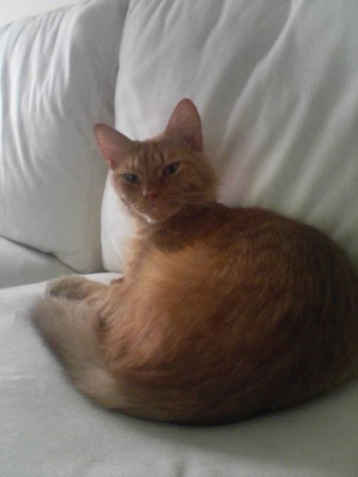 Picture of a cat / kitten / feline