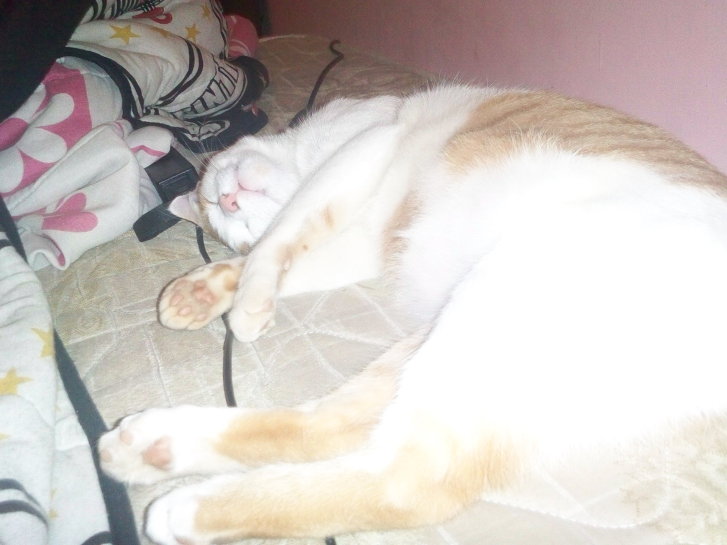 Picture of a cat / kitten / feline