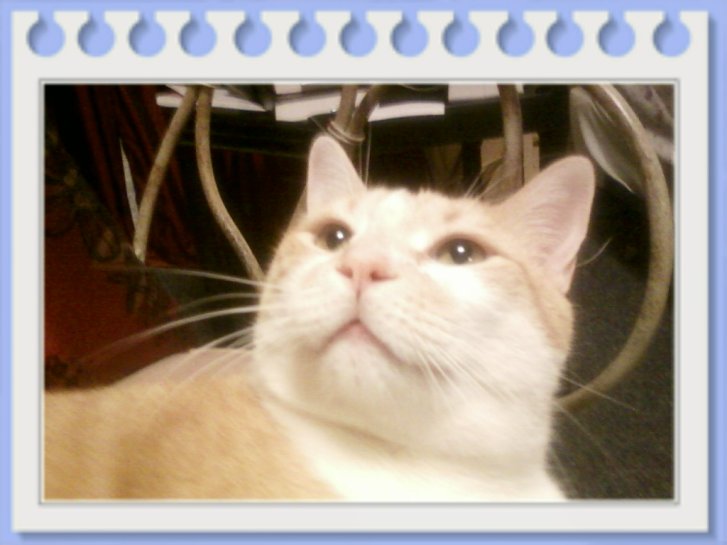 Picture of a cat / kitten / feline
