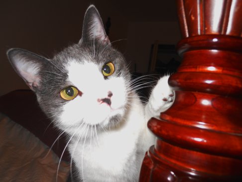 Picture of a cat / kitten / feline