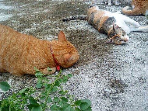 Picture of a cat / kitten / feline