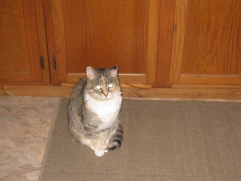 Picture of a cat / kitten / feline