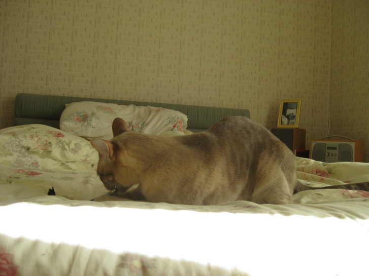 Picture of a cat / kitten / feline