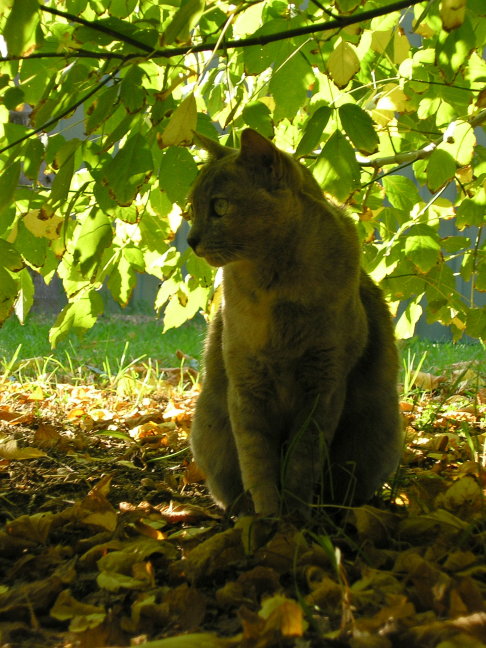 Picture of a cat / kitten / feline