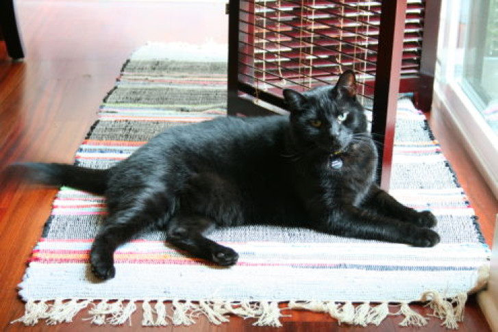 Picture of a cat / kitten / feline