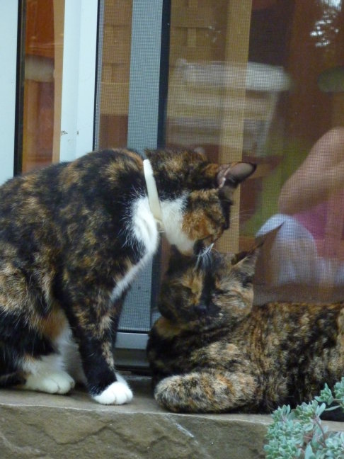 Picture of a cat / kitten / feline