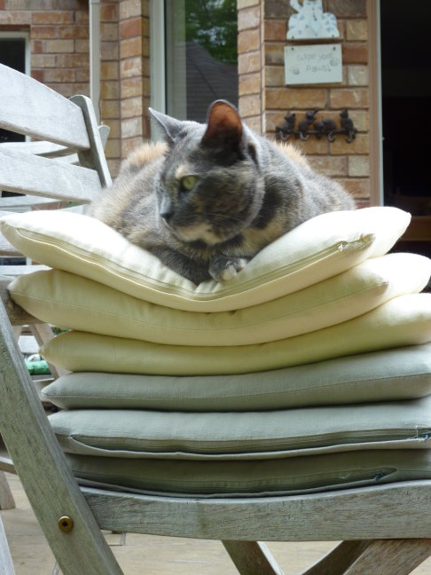 Picture of a cat / kitten / feline