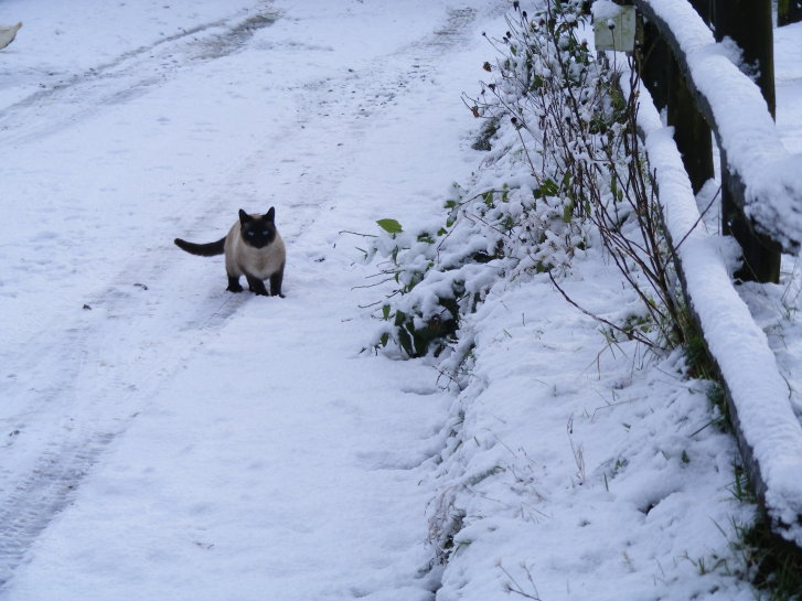 Picture of a cat / kitten / feline