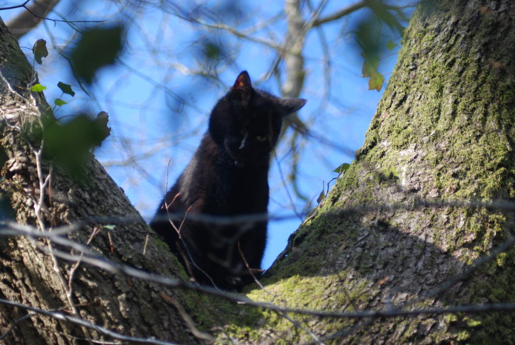 Picture of a cat / kitten / feline