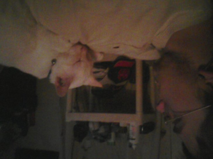 Picture of a cat / kitten / feline