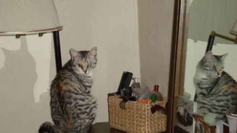 Picture of a cat / kitten / feline
