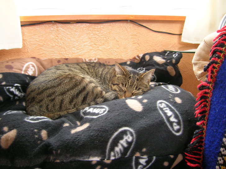 Picture of a cat / kitten / feline