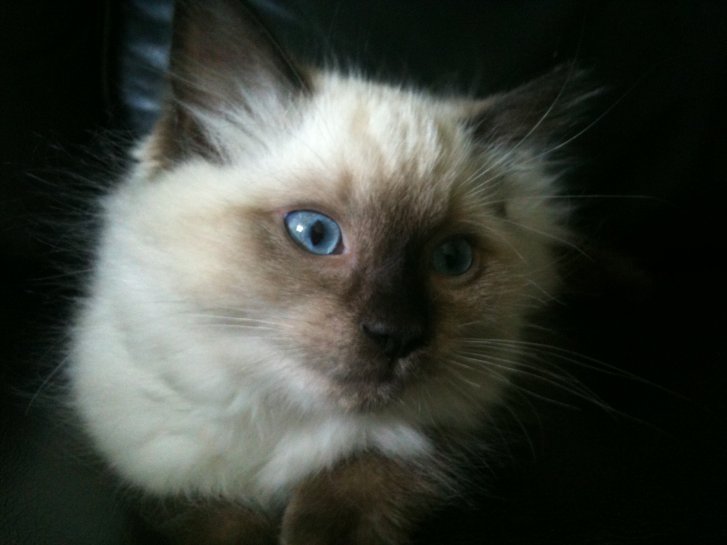 Picture of a cat / kitten / feline