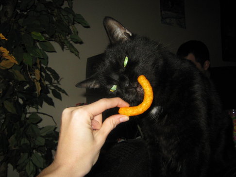 Picture of a cat / kitten / feline