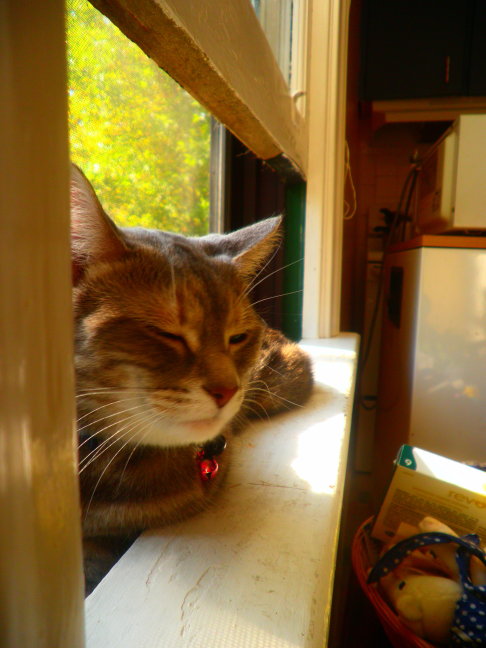 Picture of a cat / kitten / feline