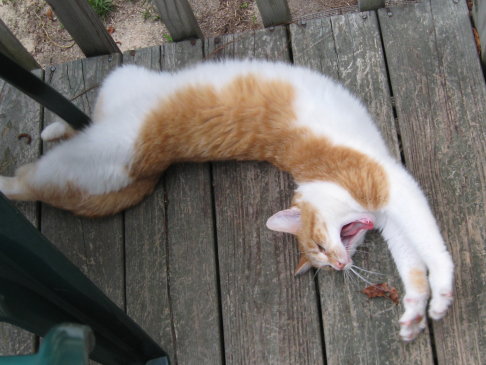 Picture of a cat / kitten / feline